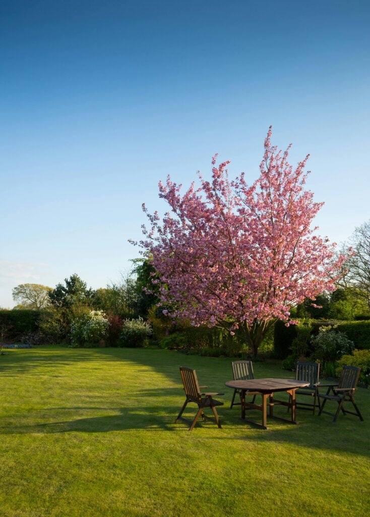 pexels-tdcat-59321 A lush green garden well trimmed. With a coffe table in the middle surrounded by chairs. A beautiful cherry blossom tree is also in the background of the table.